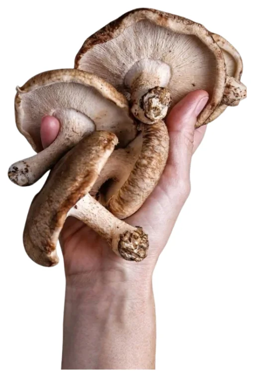 Shiitake fresco en la mano