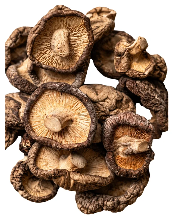 Shiitake