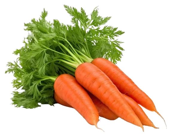 Zanahoria
